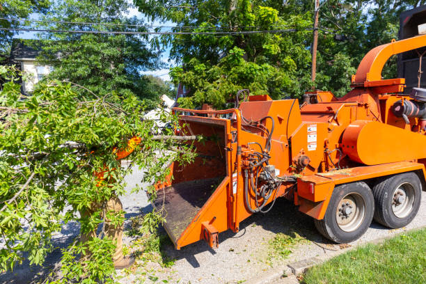 Best Tree Branch Trimming  in Langdon, ND